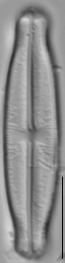 Sellaphora stauroneioides LM2