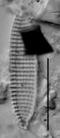 Nitzschia silicula var. commutata LM1