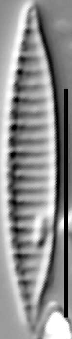 Simonsenia delognei LM5