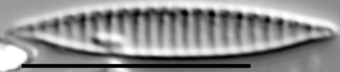 Simonsenia delognei LM5