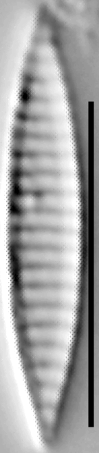 Simonsenia delognei LM4