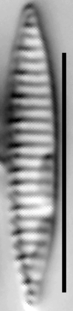 Simonsenia delognei LM3