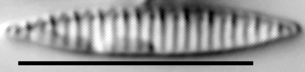 Simonsenia delognei LM3