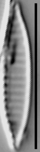 Simonsenia delognei LM2