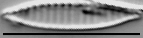 Simonsenia delognei LM2