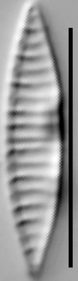 Simonsenia delognei LM1