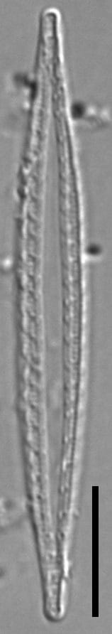 Smm MBE Bear Meadows Bog 2336a 01