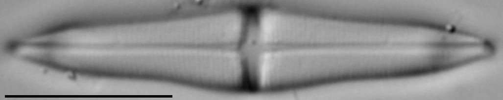 Stauroneis smithii var incisa LM5