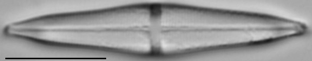 Stauroneis smithii var incisa LM4