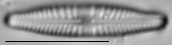 Stauroneis thermicola LM8