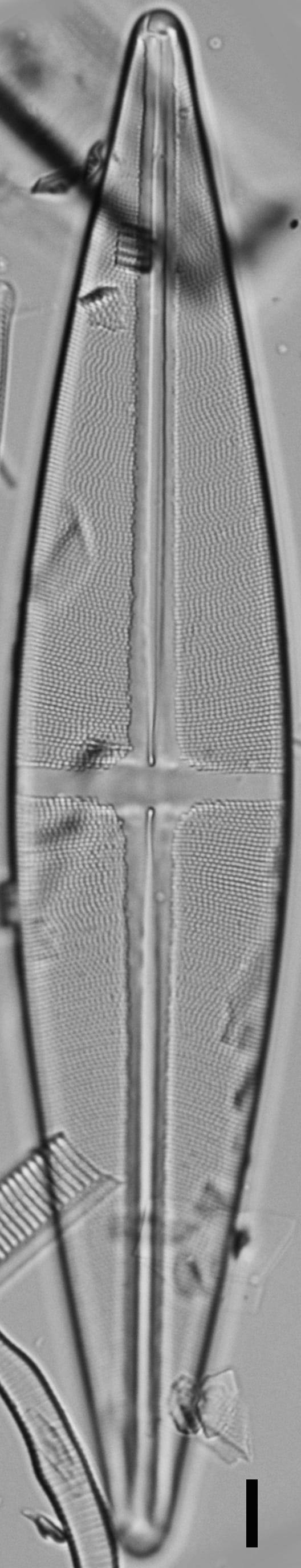 Stauroneis baileyi LM1