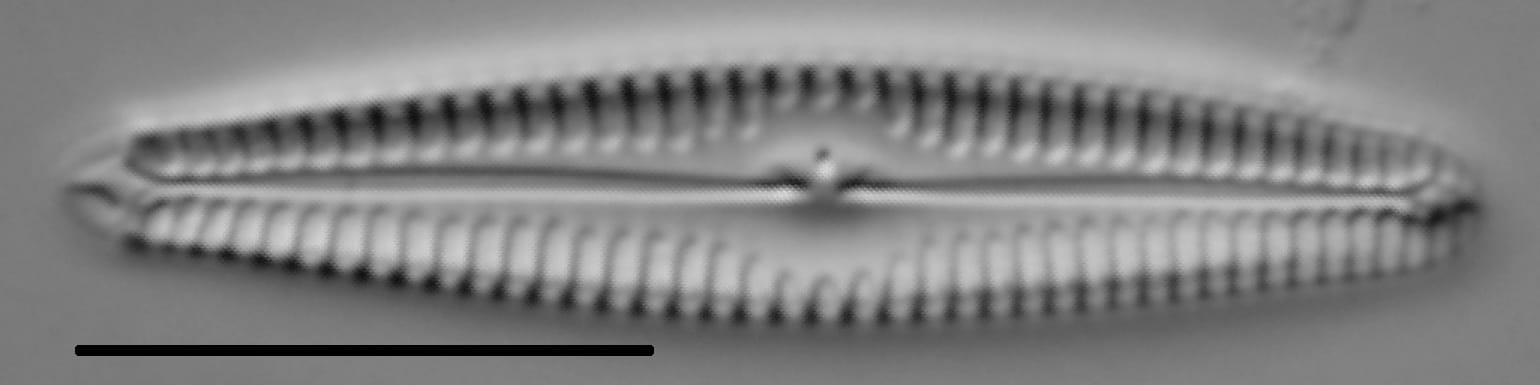 Gomphonema stoermeri LM3