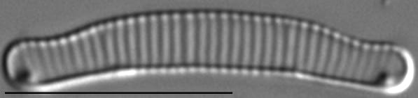 Eunotial tenella LM6