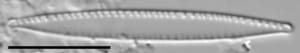 Nitzschia palea var tenuirostris LM1