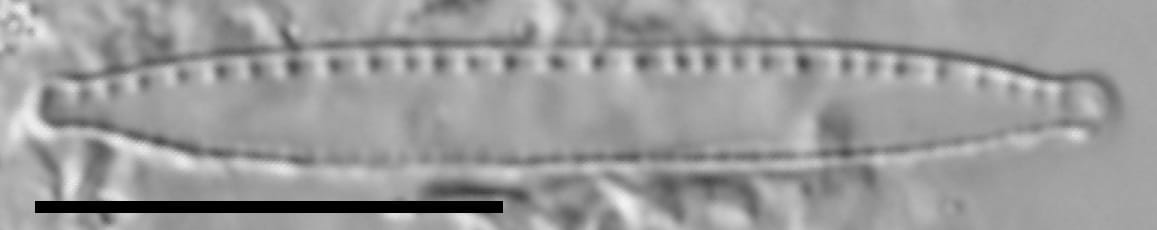 Nitzschia palea var tenuirostris LM4
