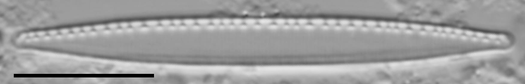 Nitzschia palea var tenuirostris LM3