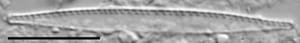 Nitzschia palea var tenuirostris LM5