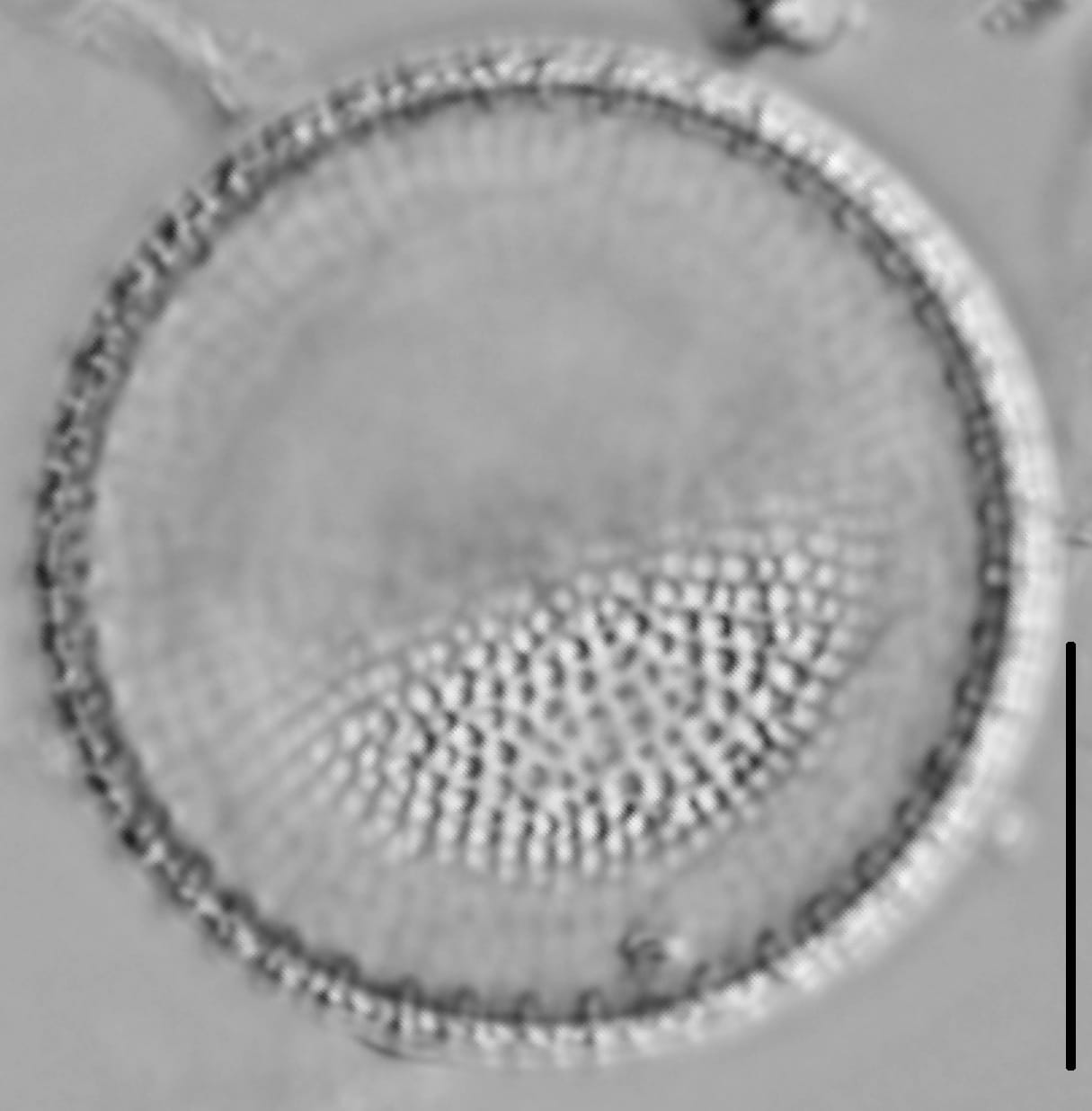 Thalassiosira lacustris LM2