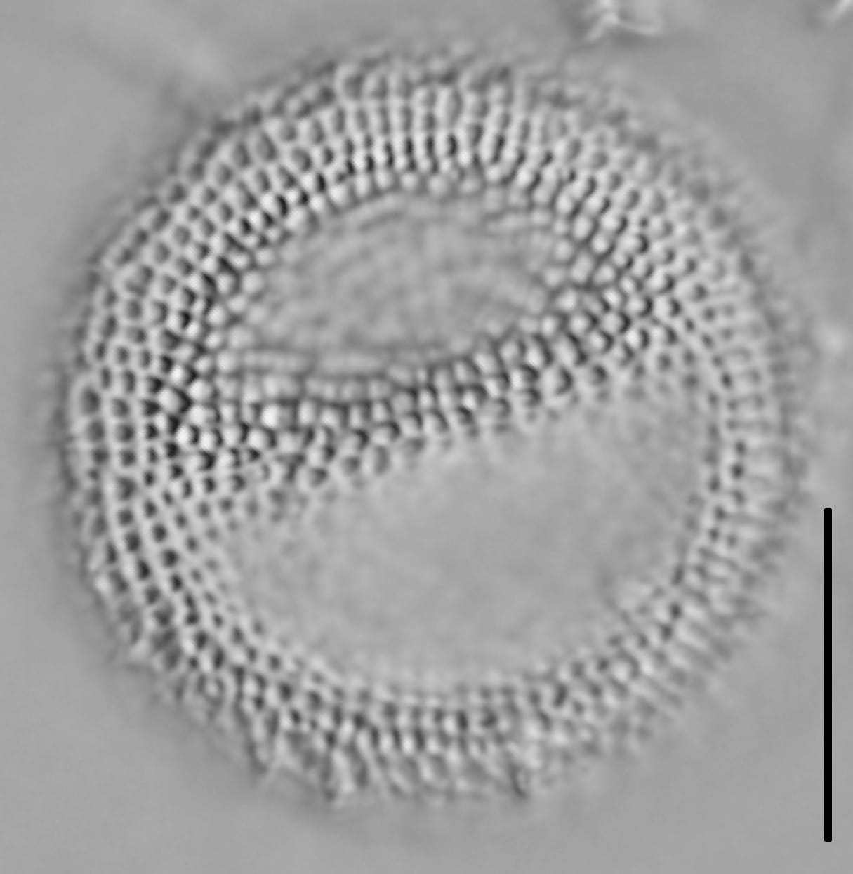 Thalassiosira lacustris LM4