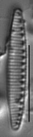 Nitzschia valdecostata LM5