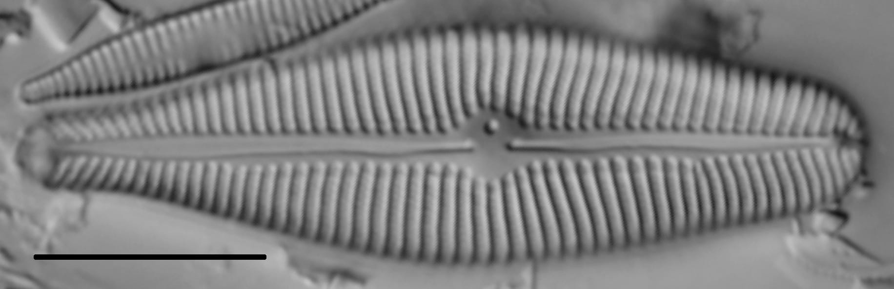 Gomphoneis eriense var variabilis LM2