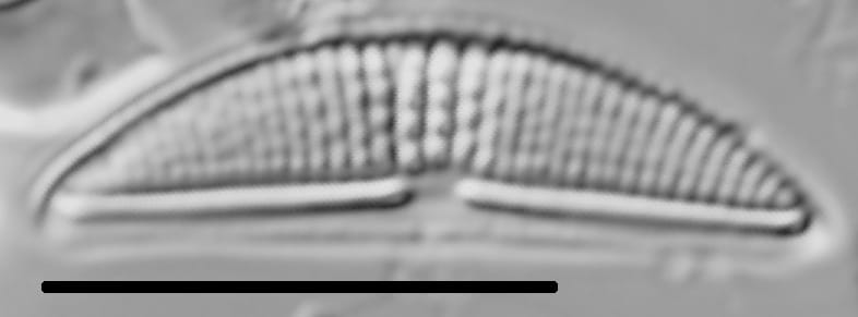 Halamphora veneta LM4