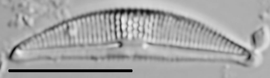 Halamphora veneta LM3