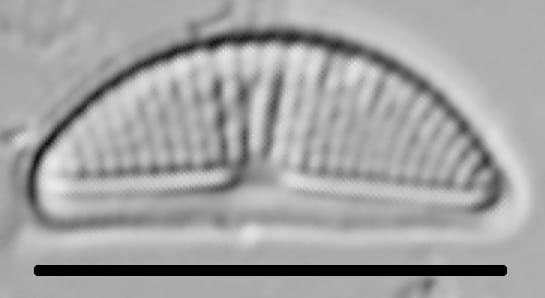 Halamphora veneta LM2