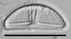 Halamphora veneta LM2